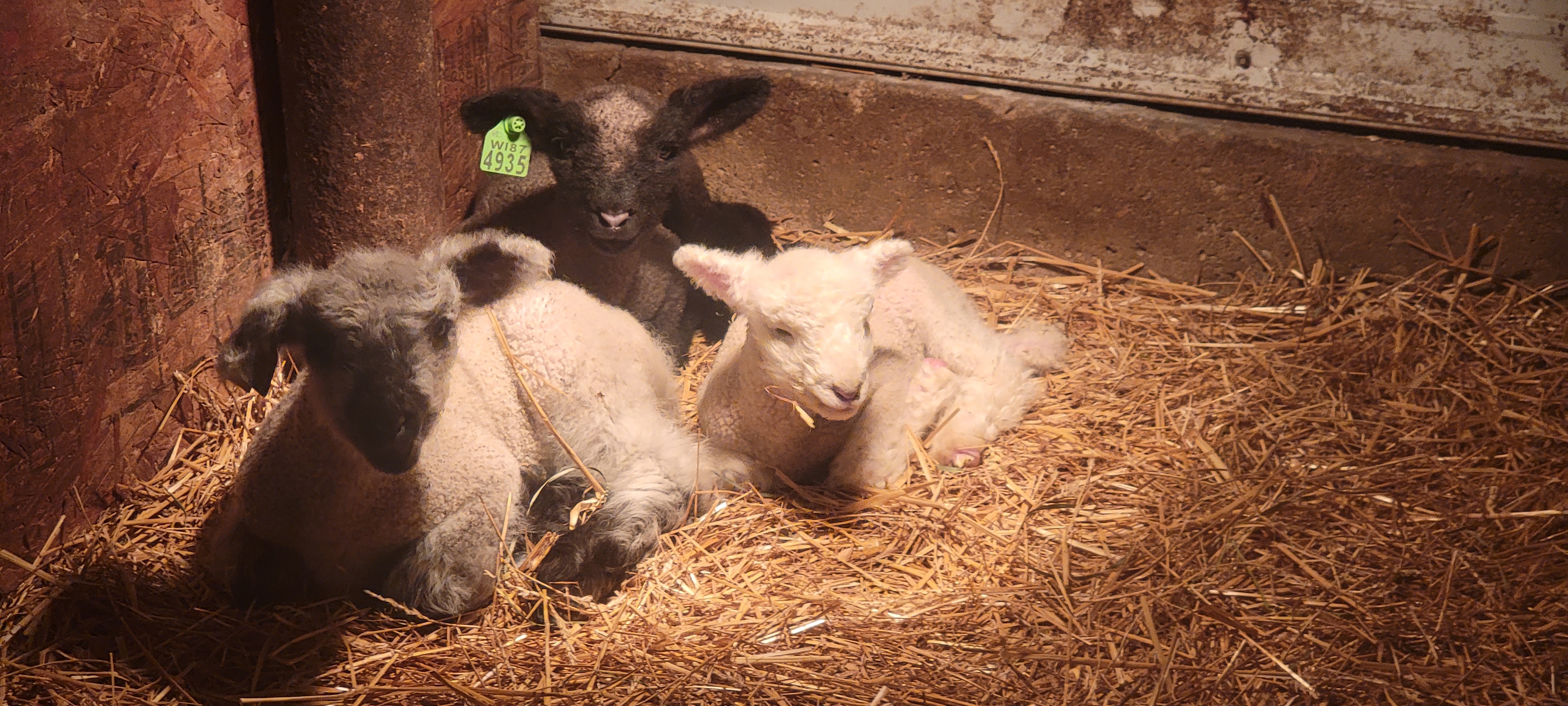 Lambs Resting